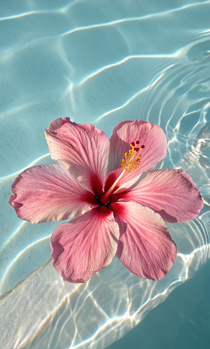 Bloom into Summer with Floral iPhone Wallpapers