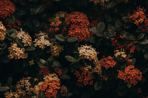 Stunning DIY Flowers to Brighten Any Space