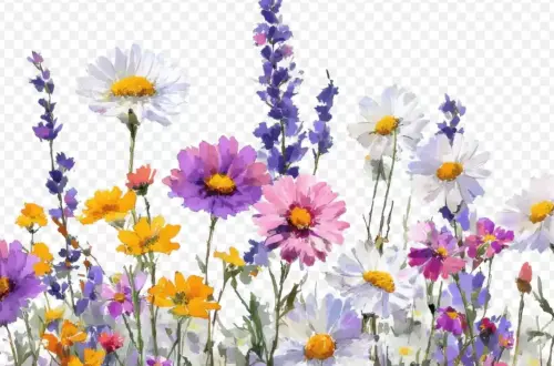 Vibrant Floral Fields: Daisies Meet Cosmos