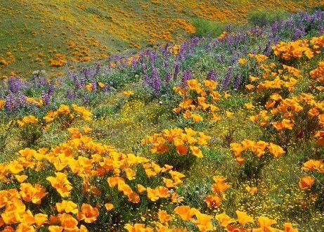 The Secret to Lush, Green Landscapes in Your Own Backyard