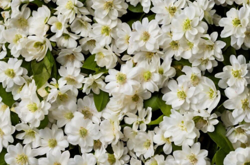 Elegant White Floral Backdrops