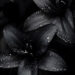 Dainty Black Lilies Soaked in Dew