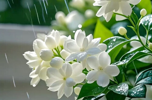 Bloom Your Phone With These Beautiful Wallpaper Flowers Bloom Your Phone With These Beautiful Wallpaper Flowers