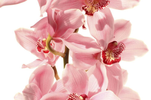 30 Surprising Orchid Facts to Blow Your Mind