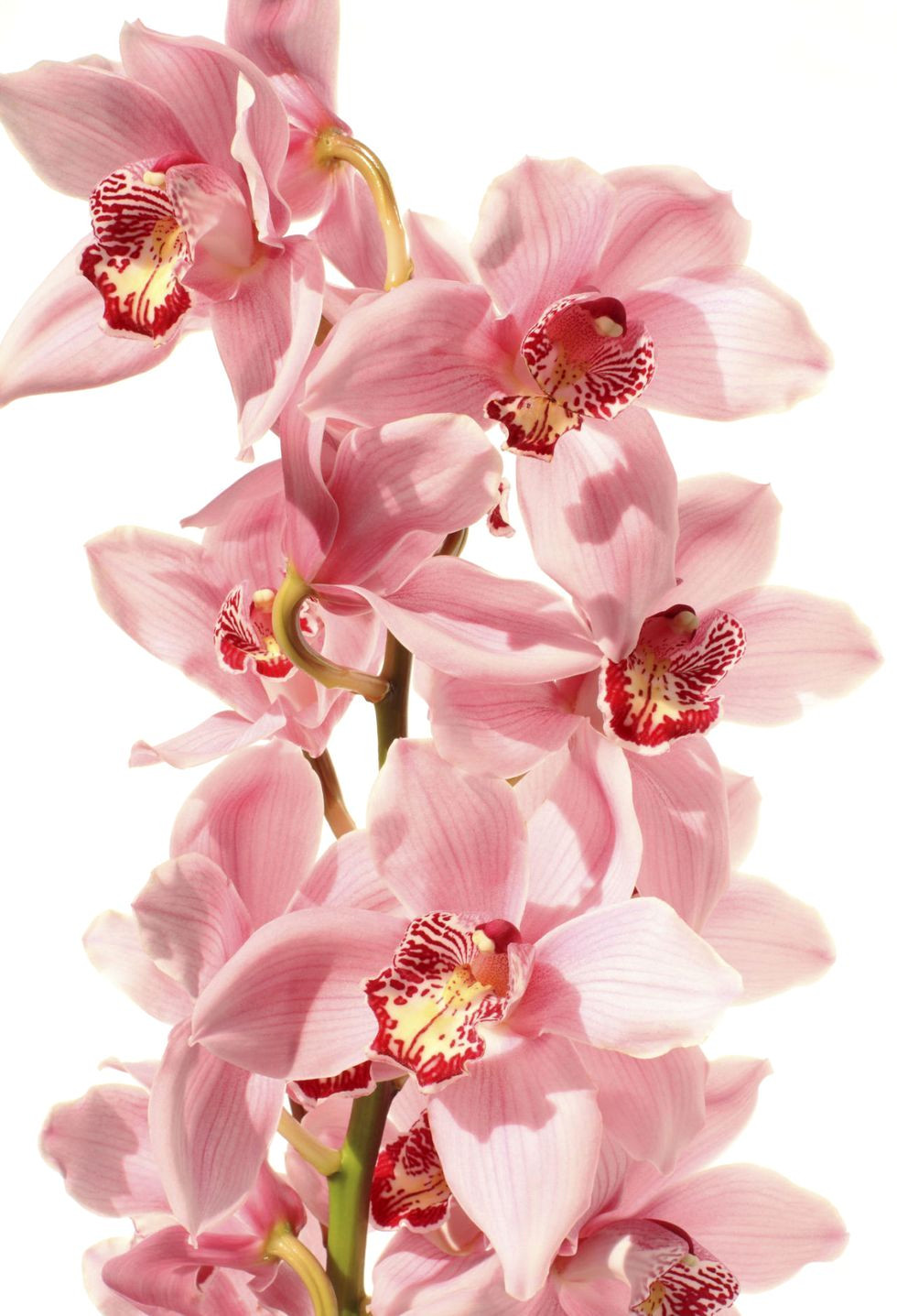 30 Surprising Orchid Facts to Blow Your Mind