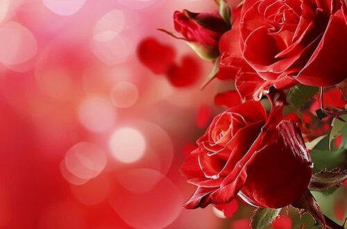 Free High-Quality Love Wallpaper Pictures