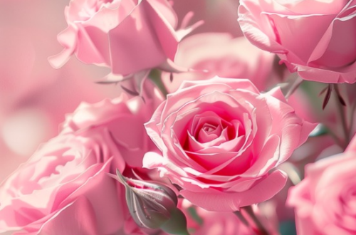 Rose Oasis: Luxurious Flower Wallpapers