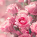 Rose Oasis: Luxurious Flower Wallpapers