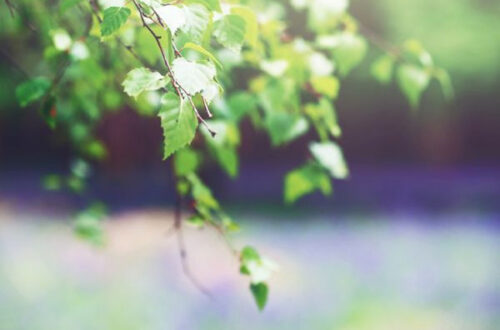 Easy Blur Backgrounds for Pro Photos on Picsart & Photoshop