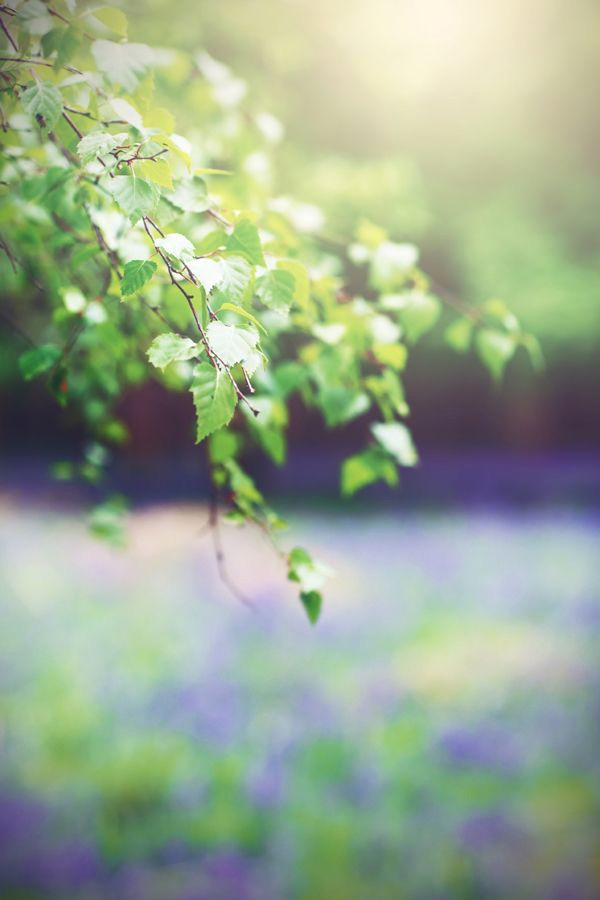 Easy Blur Backgrounds for Pro Photos on Picsart & Photoshop