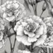 Vibrant Carnation Blooms: 70+ Aesthetic Backgrounds & Illustrations