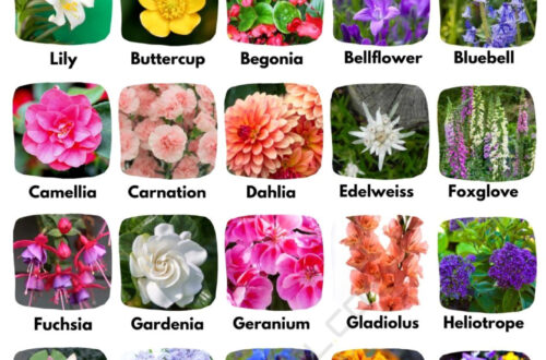 Master 7 Essential Flowers to Describe in English