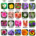 Master 7 Essential Flowers to Describe in English