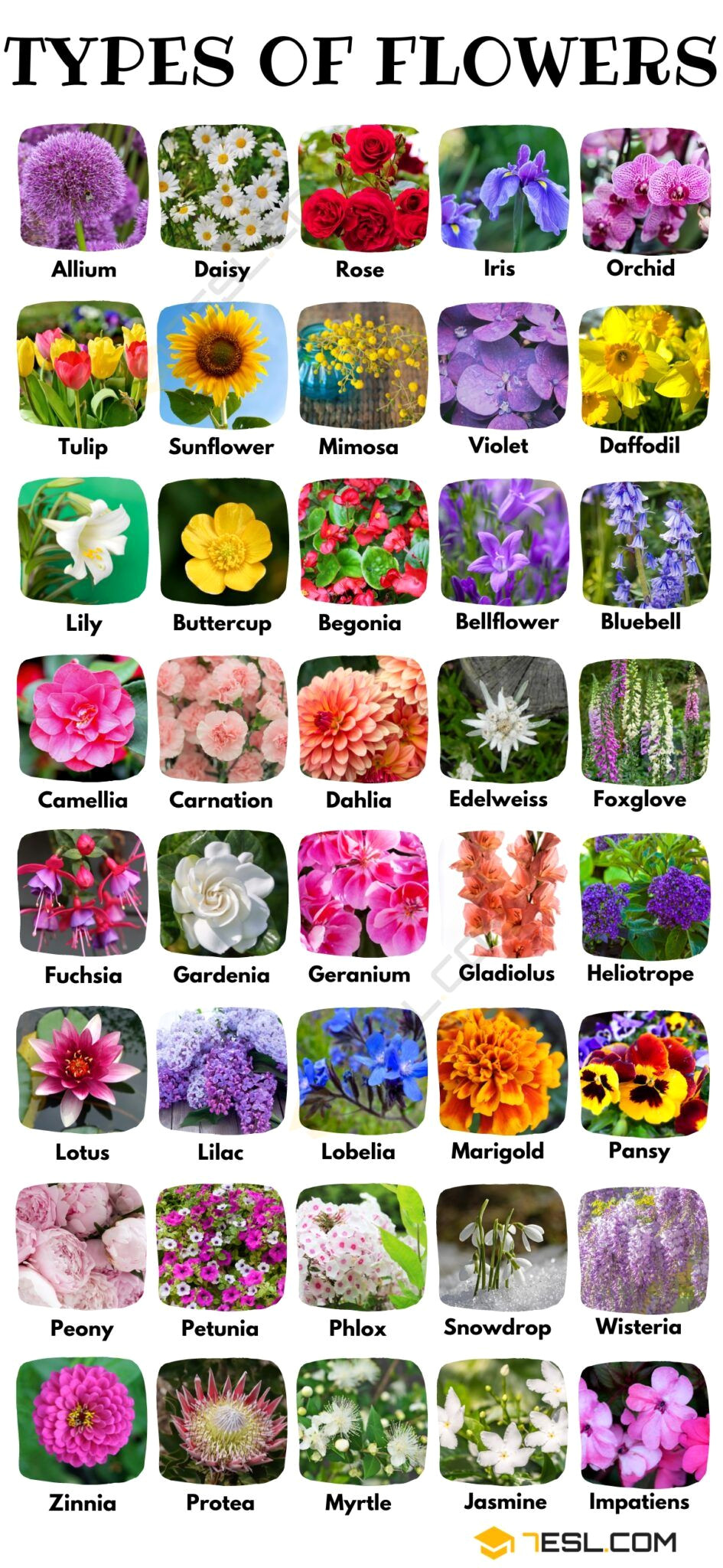 Master 7 Essential Flowers to Describe in English