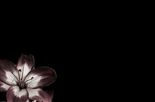 Bloom Beautifully at Home: Essential Flower Arranging Tips