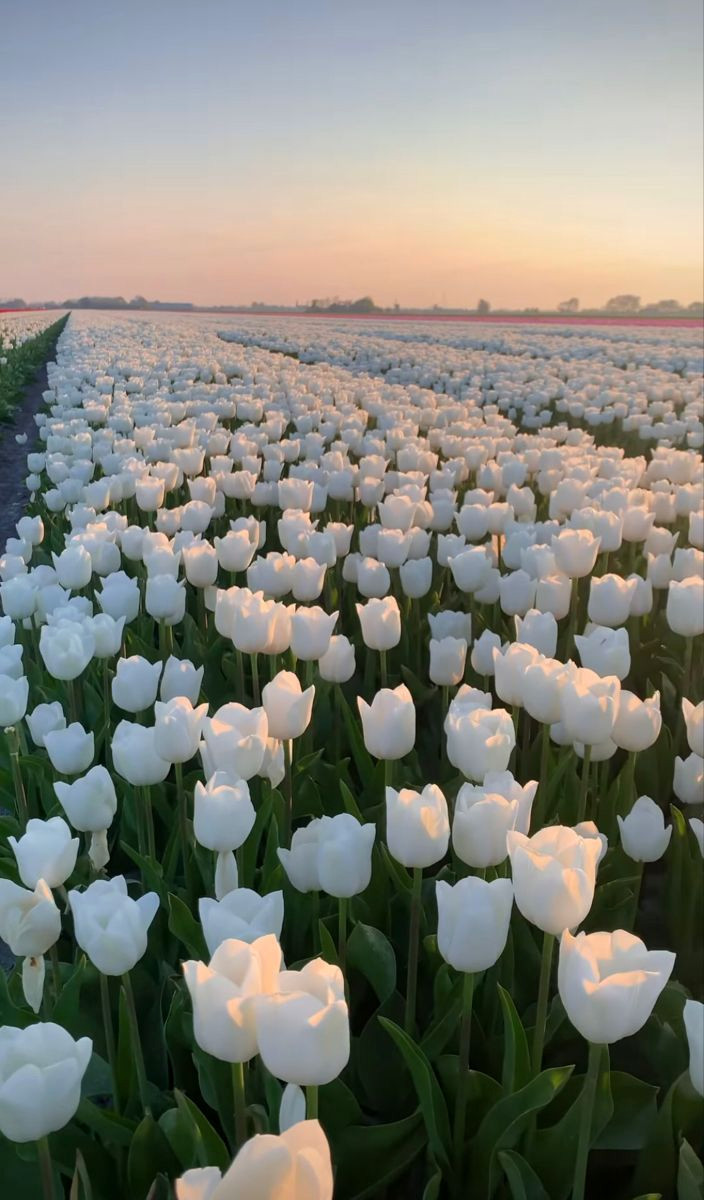 Blossoming Beauty: Uncovering the Magic of Tulips