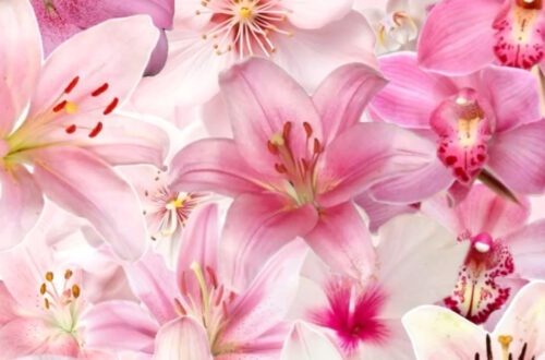 Vibrant Pink Flower Masterpiece Collage