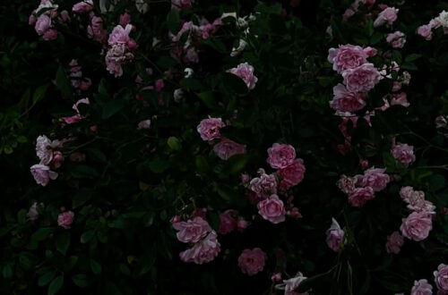 Petals of Perfection: 10 Stunning floral backgrounds to elevate your designs