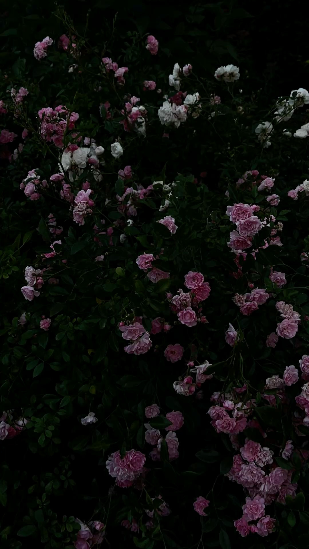 Petals of Perfection: 10 Stunning floral backgrounds to elevate your designs