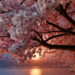 17 Stunning Cherry Blossom Wallpapers to Fall in Love With