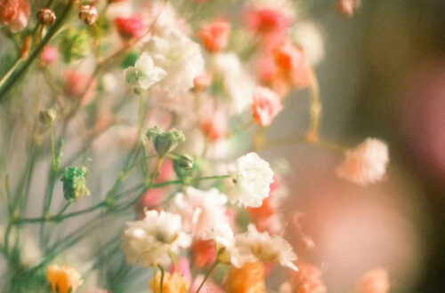 Blossom Beauty in Every Room