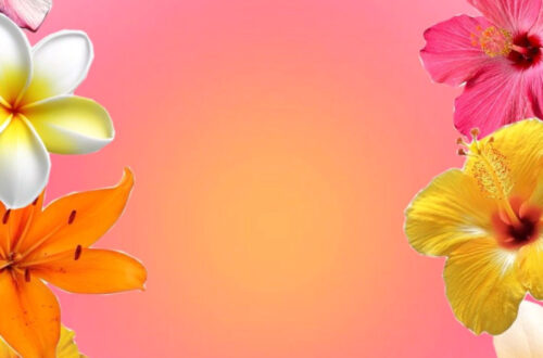 Summer Floral Backgrounds