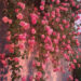 20 Breathtaking Spring Backgrounds for Your iPhone