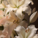 Elegant White Lilies Phone Wallpaper Elegant White Lilies Phone Wallpaper