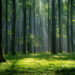 Free Download: Wald mit leuchtenden Bäumen und Sonnenlicht