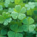 Luck of the Irish: 4K St. Patrick’s Day Wallpapers