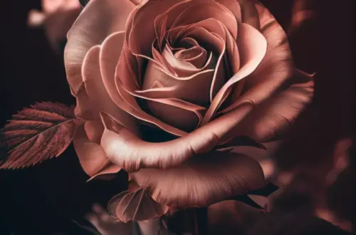 Rose Blooms on Your Wall