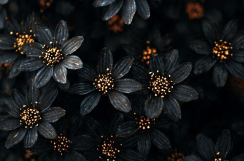 Golden Hour Blossoms: Magical Floral Moments