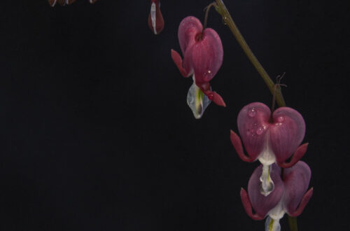 Captivating Coastal Photographs — Maine’s Best Kept Secrets