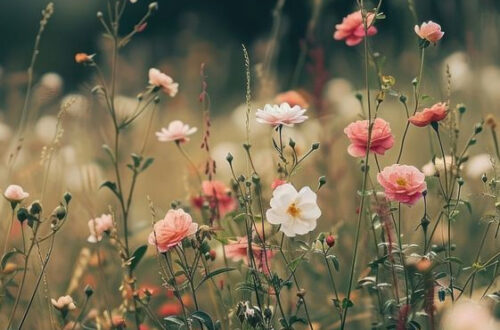 Beautiful Bloom: A Breathtaking Grassland Scene