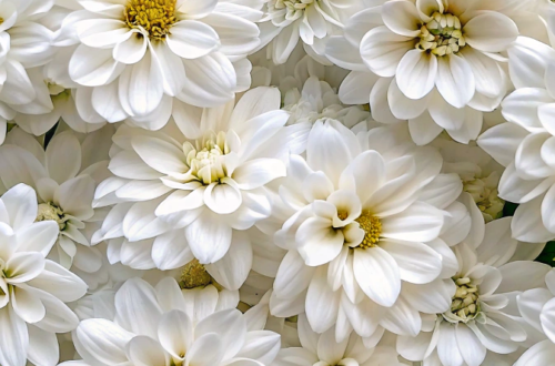 Elegant White Blooms: Stunning iPhone Wallpaper Elegant White Blooms: Stunning iPhone Wallpaper