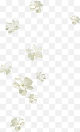 White Lilies PNG Pictures & Images