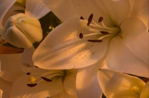 Petals Behind Your Walls Petals Behind Your Walls