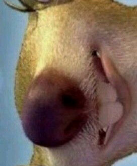 Sid: Meet Your New BFF