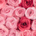 50 Adorable Valentine’s Day Wallpapers for Your Phone 50 Adorable Valentine’s Day Wallpapers for Your Phone
