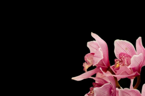 Stunning Phone Wallpapers