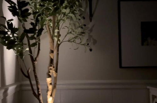 Influencer-Approved Amazon Must-Haves