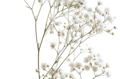 Elegant White Flower Arrangement in a Vase