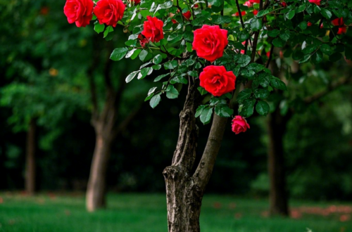 Rose Magic: The Ultimate Guide to Growing a Stunning Rose Tree