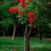 Rose Magic: The Ultimate Guide to Growing a Stunning Rose Tree