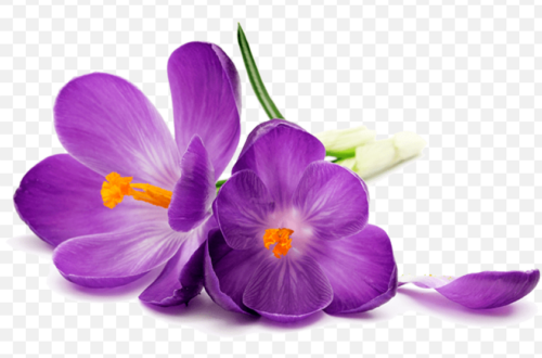 Vibrant Purple Flowers PNG