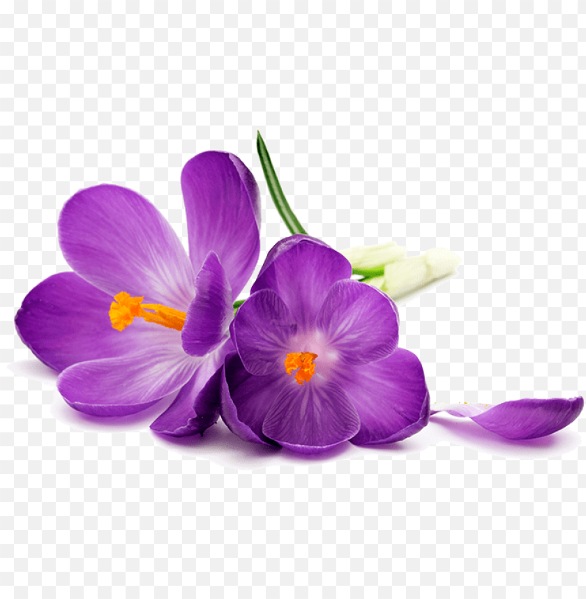 Vibrant Purple Flowers PNG