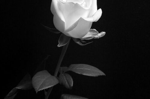 Vibrant Japanese Landscapes by a Master Photographer