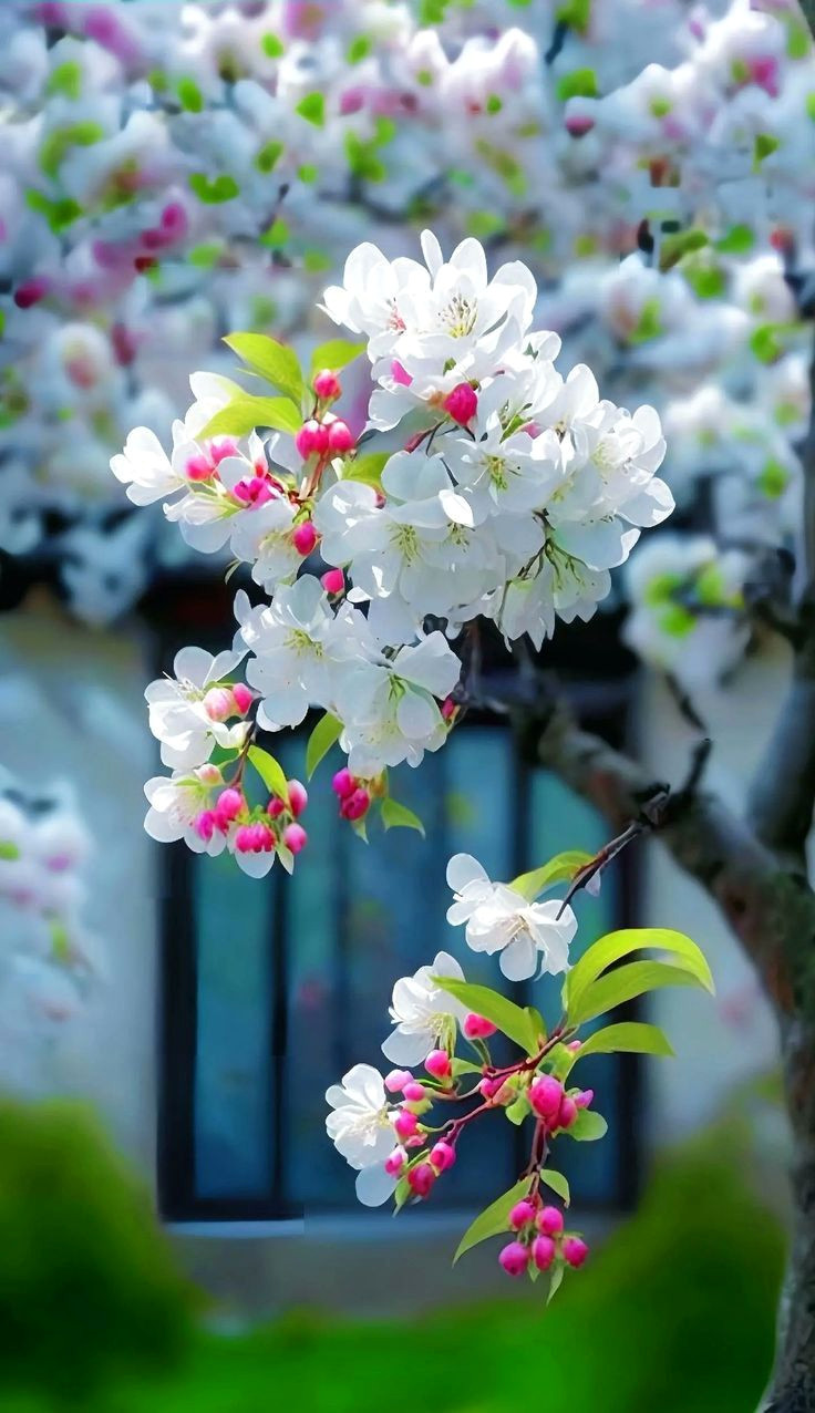 Blossoming Beauty
