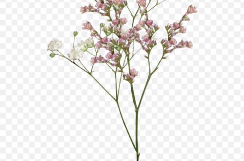 20+ Free Beautiful Vintage Floral PNG Images With Clear Background