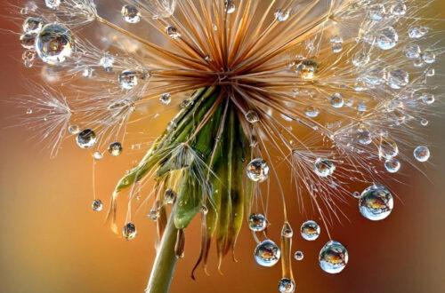 HD & 4K Dandelion iPhone Wallpapers